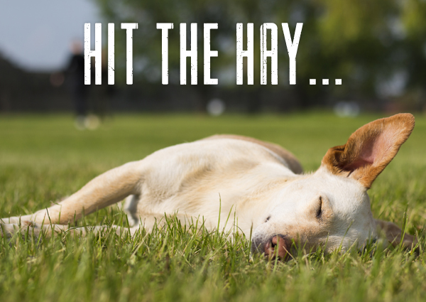 Hit the hay